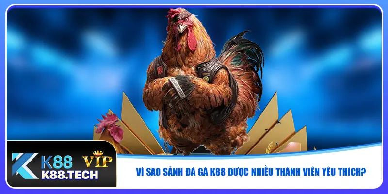 Vì sao sảnh đá gà K88 được nhiều thành viên yêu thích? Vì sao sảnh đá gà K88 được nhiều thành viên yêu thích?